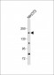 PDGFRA Antibody (Y720)