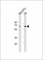 SHP2 Antibody