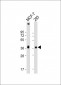 VEGFD Antibody