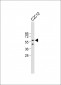 PAX7 Antibody (C-term)