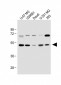 WDR41 Antibody (C-term)