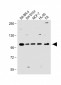 PCDH20 Antibody (Center)