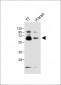 DLL3 Antibody (C-term)
