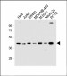 HTR4 Antibody (N-term)