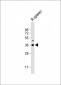 DNASE1L3 Antibody (N-term)