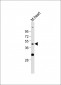 WIF1 Antibody(Human C-term)