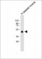 WIF1 Antibody(Human C-term)