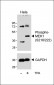 Bi-Phospho-MEK1(S218/222) Antibody