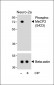 Phospho-MeCP2(S423) Antibody