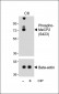 Phospho-MeCP2(S423) Antibody