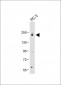 JLP (SPAG9) Antibody (N-term)