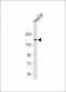 CSF1R Antibody