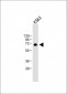 LTF Antibody