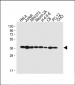 MAPK14 Antibody