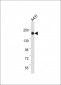 hHER4 Antibody (C-term Y1188)