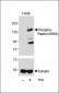 Phospho-Raptor(S863) Antibody