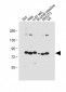 cGKI (cGKI beta) Antibody (C-term)