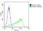 M CD31 Antibody (C-term)