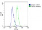 SCEL Antibody (Center)