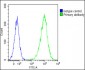 ADA Antibody (C-term)