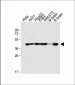 TARDBP Antibody (N-term)