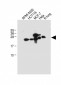 CD9 Antibody (Center)