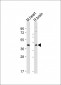 GPER Antibody (C-term)