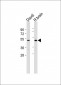 GPER Antibody (C-term)