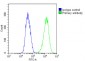 DSPP Antibody (N-term)