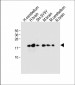 FXYD6 Antibody (C-term)