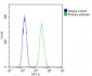 Mouse Nkx2-5 Antibody (Center)