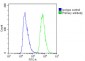 NSFL1C Antibody (Center)