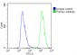 IL23A Antibody (Center)