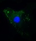 THBD Antibody (N-Term)