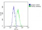 IL11 Antibody (N-Term)