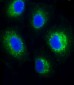 FADS2 Antibody