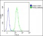 HOXA7 Antibody (Center)