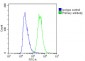 TGFA Antibody (C-Term)