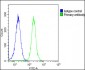 POLA1 Antibody (C-Term)