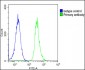 DNAJC3 Antibody (Center)