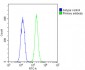 beta Tubulin Antibody