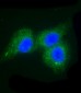 F13A1 Antibody (N-Term)