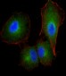 F13A1 Antibody (N-Term)