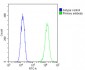 beta II Tubulin Antibody