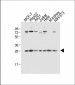 Prohibitin (PHB1) Antibody (N-term)