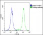 CD63 Antibody (C-term)