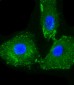 CD14 Antibody (N-term)