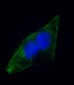 EPS8 Antibody (N-term)
