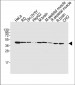 BHLH3 Antibody (N-term)