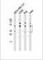 CASP5 Antibody (Center)